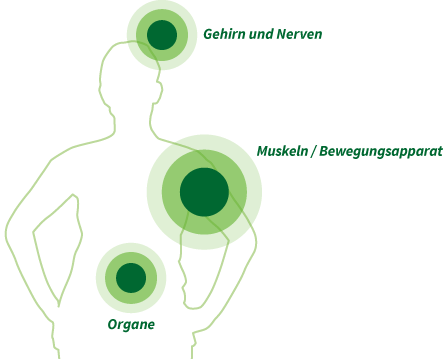 Gehirn und Nerven, Muskeln / Bewegungsapparat, Organe